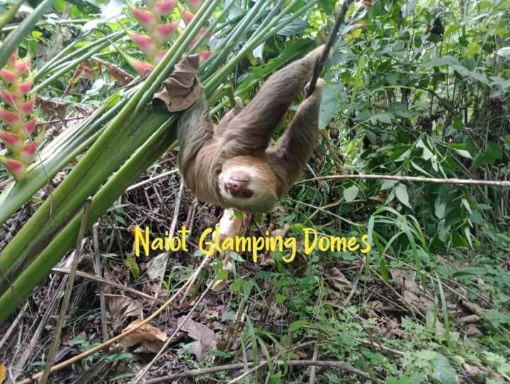 Glamping Naioth Apartment Guapiles Ngoại thất bức ảnh