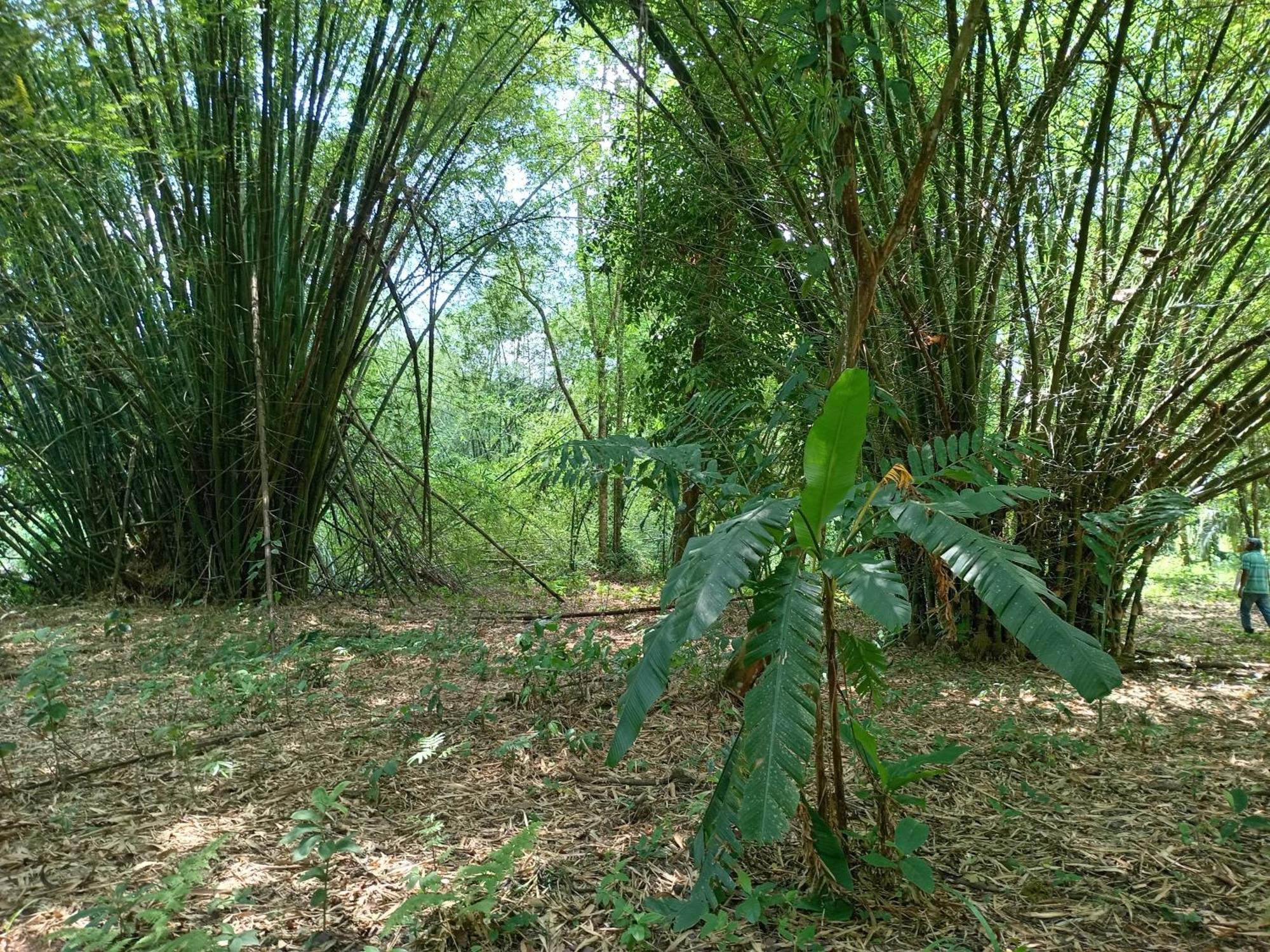 Glamping Naioth Apartment Guapiles Phòng bức ảnh